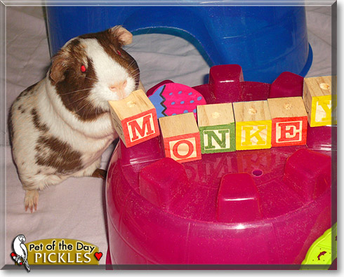 Pickles, the Pet of the Day Pickles, the Pet of the Day
