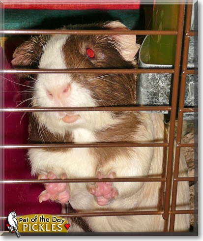 Pickles, the Pet of the Day Pickles, the Pet of the Day