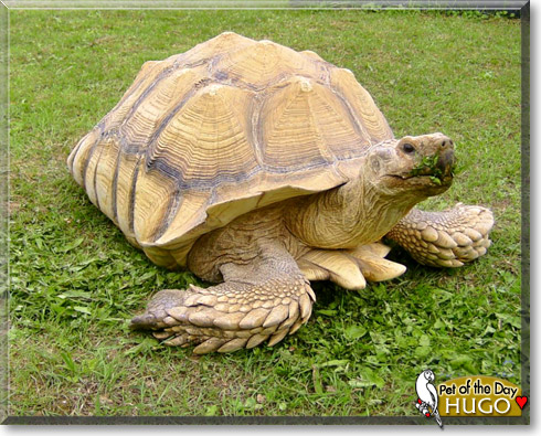 Hugo, the Pet of the Day Hugo, the Pet of the Day