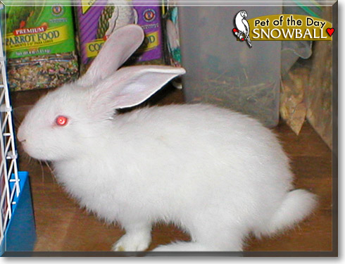 Snowball, the Pet of the Day Snowball, the Pet of the Day