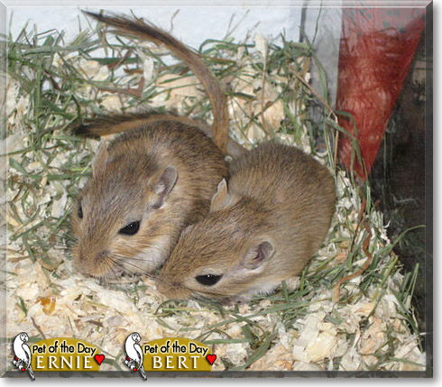 Ernie, Bert, the Pet of the Day Ernie, Bert, the Pet of the Day