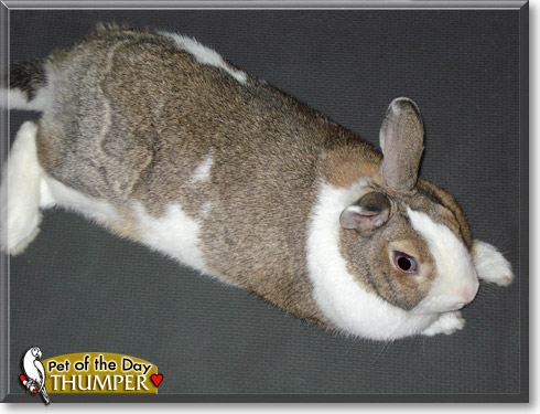 Thumper, the Pet of the Day