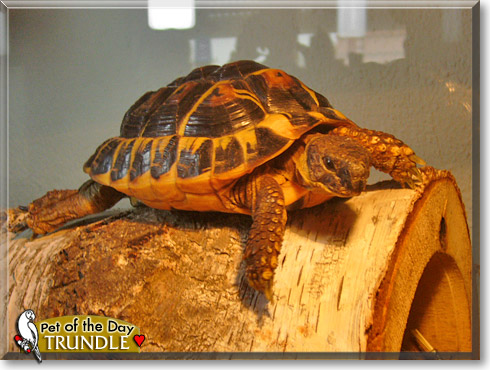 Trundle, the Pet of the Day Trundle, the Pet of the Day