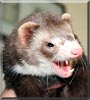 Kyle the Sable Ferret