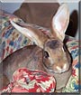 Shy the Castor Rex mix