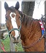 Jack the Horse