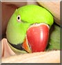 Matty the Alexandrine Parakeet