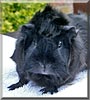 Alice the Abyssinian Guinea Pig
