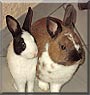 Louis, Louise the Rabbit