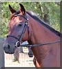 Dante the Bay Quarter Horse Gelding