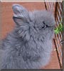 Taz the Lionhead Rabbit