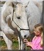 Bevo the AQHA Appendix