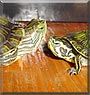 Yoshi, Shyster the Turtles