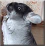 Alpina the Chinchilla
