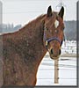 Tye the Appaloosa
