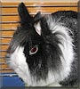 Bibi the Rabbit