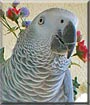 Kaiko the African Gray