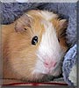 Camillo the Guinea Pig