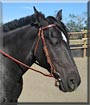 Midnight the Quarter horse