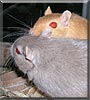 Kahlua, Bailey the Gerbils