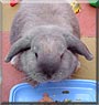 Bindi the French Lop
