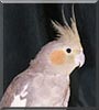Pookie the Cockatiel