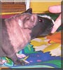 Hairee the Hairless guinea pig