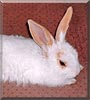 Mr. Bibb the Rabbit