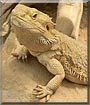 Luna the Bearded Dragon