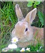 Bobo the Rabbit