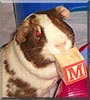 Pickles the Guinea Pig