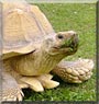 Hugo the African tortoise
