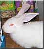Snowball the Flemish giant rabbit