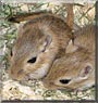 Ernie, Bert the Gerbils