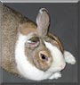 Thumper the Dwarf rabbit