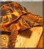 Trundle the Greek Tortoise