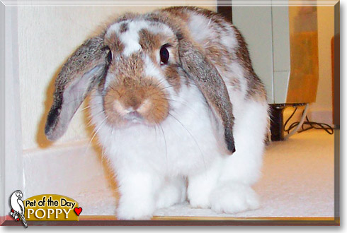 Poppy, the Pet of the Day Poppy, the Pet of the Day