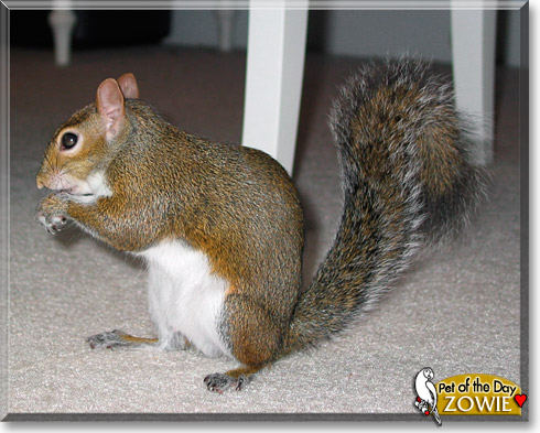 Zowie, the Pet of the Day Zowie, the Pet of the Day