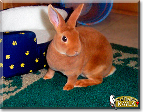 Kayla, the Pet of the Day Kayla, the Pet of the Day