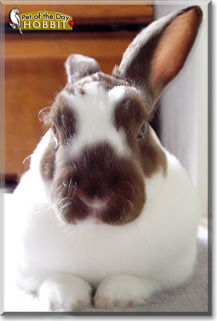 Hobbit, the Pet of the Day Hobbit, the Pet of the Day
