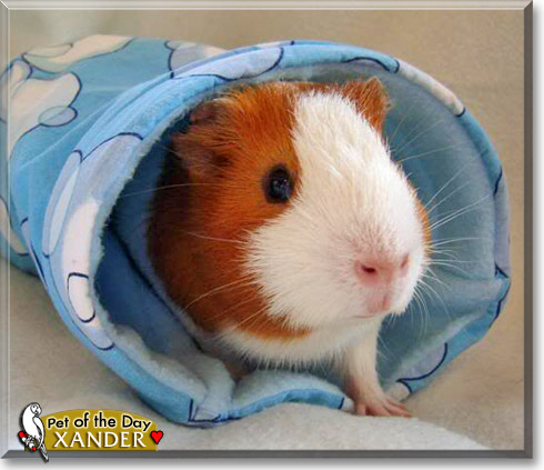 Xander, the Pet of the Day