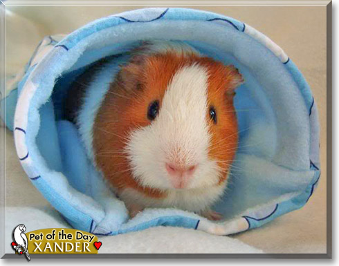 Xander, the Pet of the Day