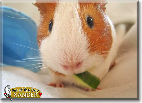 Xander, the Pet of the Day