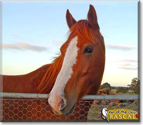 Rascal, the Pet of the Day Rascal, the Pet of the Day