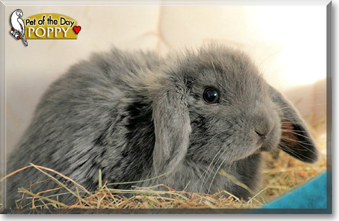 Poppy, the Pet of the Day Poppy, the Pet of the Day