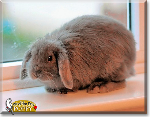 Poppy, the Pet of the Day Poppy, the Pet of the Day