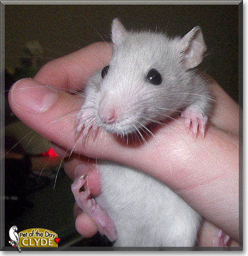 Clyde, the Pet of the Day