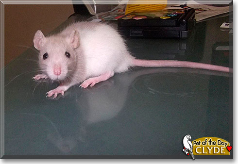 Clyde, the Pet of the Day Clyde, the Pet of the Day