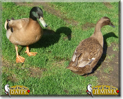 Daffy, Jemima, the Pet of the Day Daffy, Jemima, the Pet of the Day