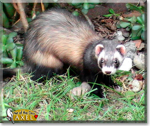 Axel, the Pet of the Day Axel, the Pet of the Day